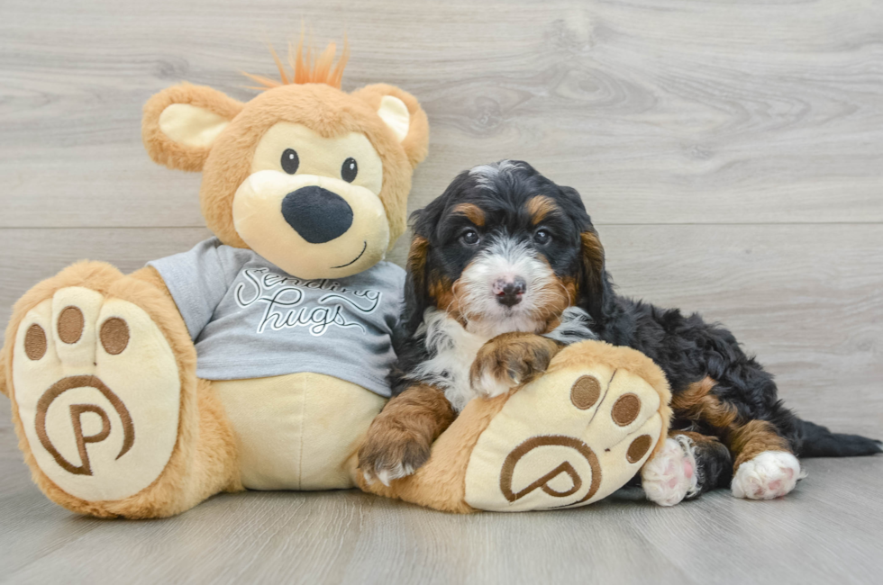 8 week old Mini Bernedoodle Puppy For Sale - Lone Star Pups