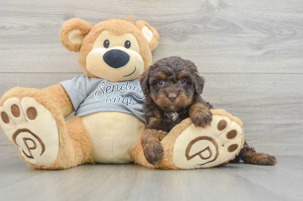 6 week old Mini Bernedoodle Puppy For Sale - Lone Star Pups