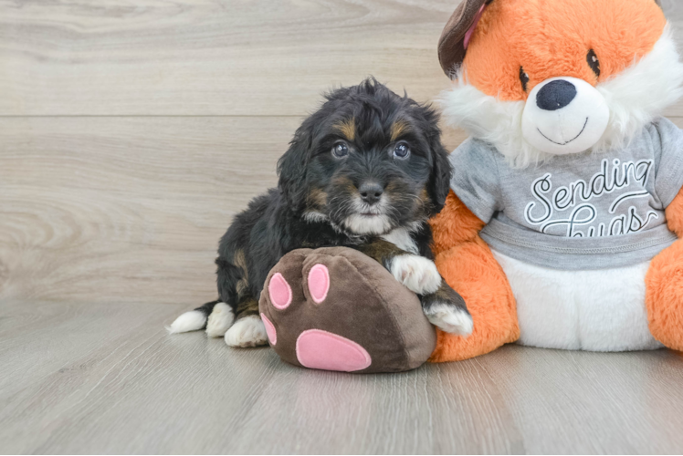 Mini Bernedoodle Puppy for Adoption