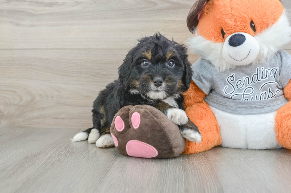 6 week old Mini Bernedoodle Puppy For Sale - Lone Star Pups