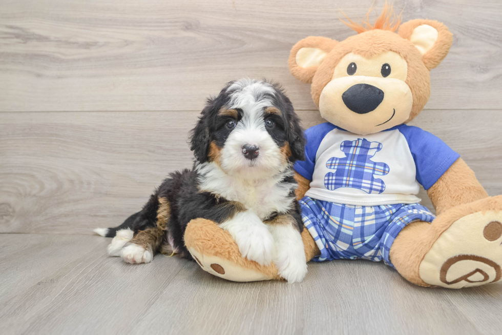 Mini Bernedoodle Pup Being Cute