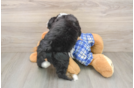 Mini Bernedoodle Pup Being Cute