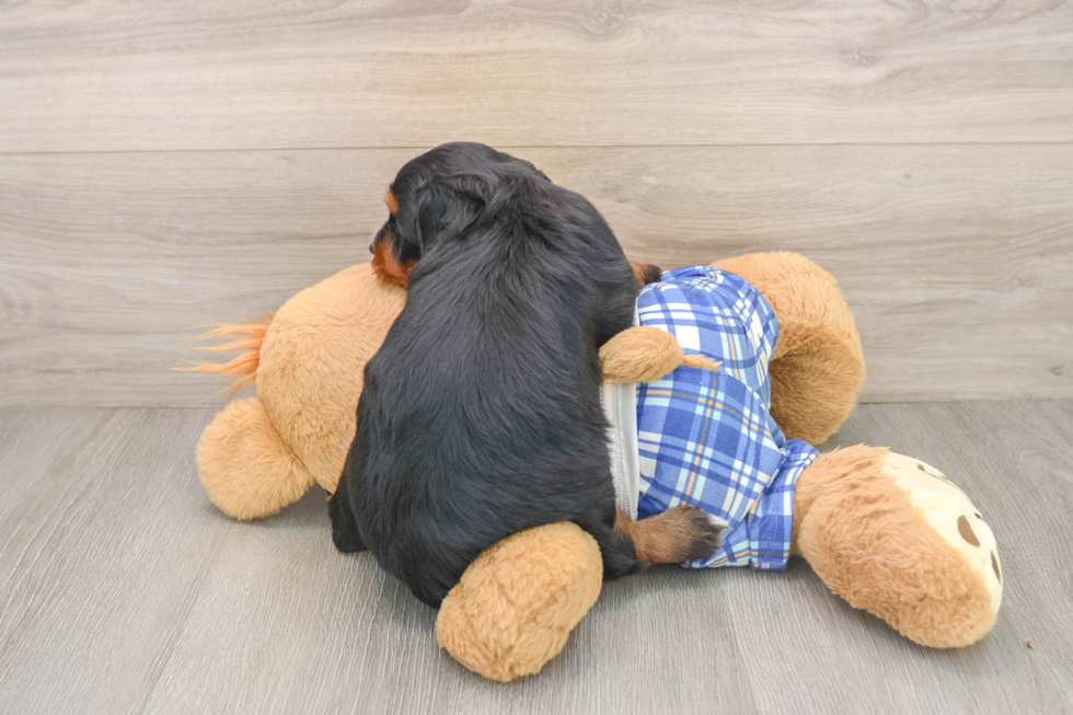 Best Mini Bernedoodle Baby