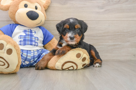 Smart Mini Bernedoodle Poodle Mix Pup