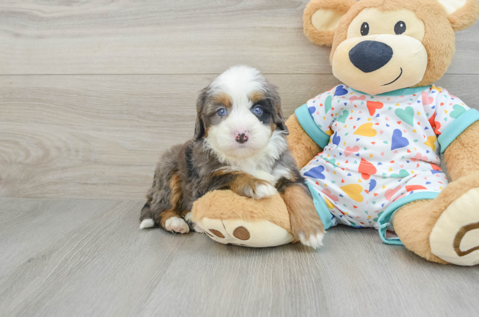 7 week old Mini Bernedoodle Puppy For Sale - Lone Star Pups