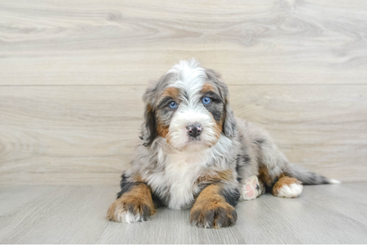 Smart Mini Bernedoodle Poodle Mix Pup