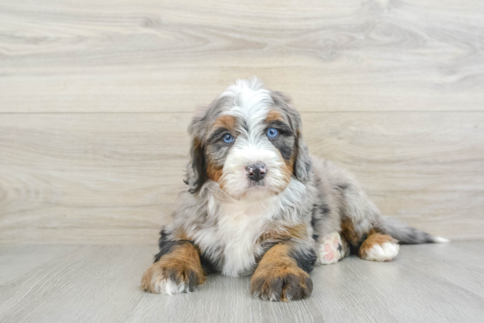 Smart Mini Bernedoodle Poodle Mix Pup