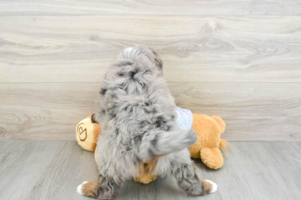 Adorable Mini Berniedoodle Poodle Mix Puppy