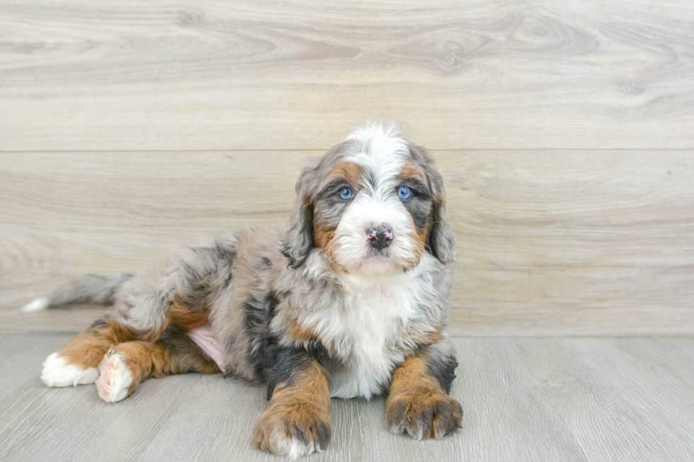 Mini Bernedoodle Pup Being Cute