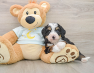 7 week old Mini Bernedoodle Puppy For Sale - Lone Star Pups