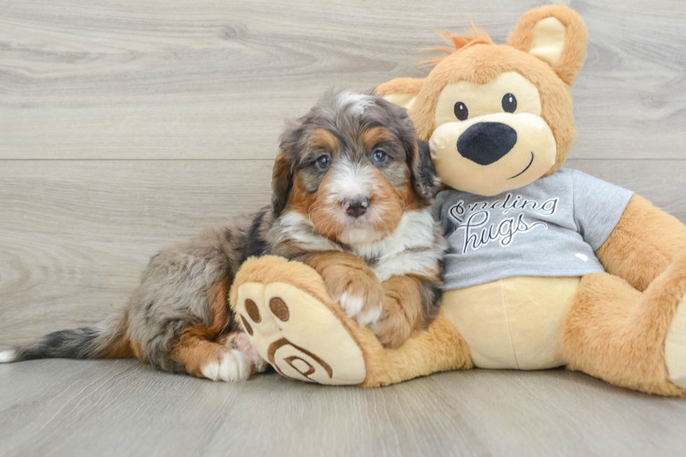 Cute Mini Bernedoodle Baby