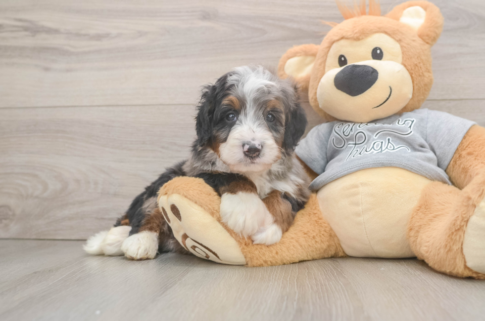 5 week old Mini Bernedoodle Puppy For Sale - Lone Star Pups
