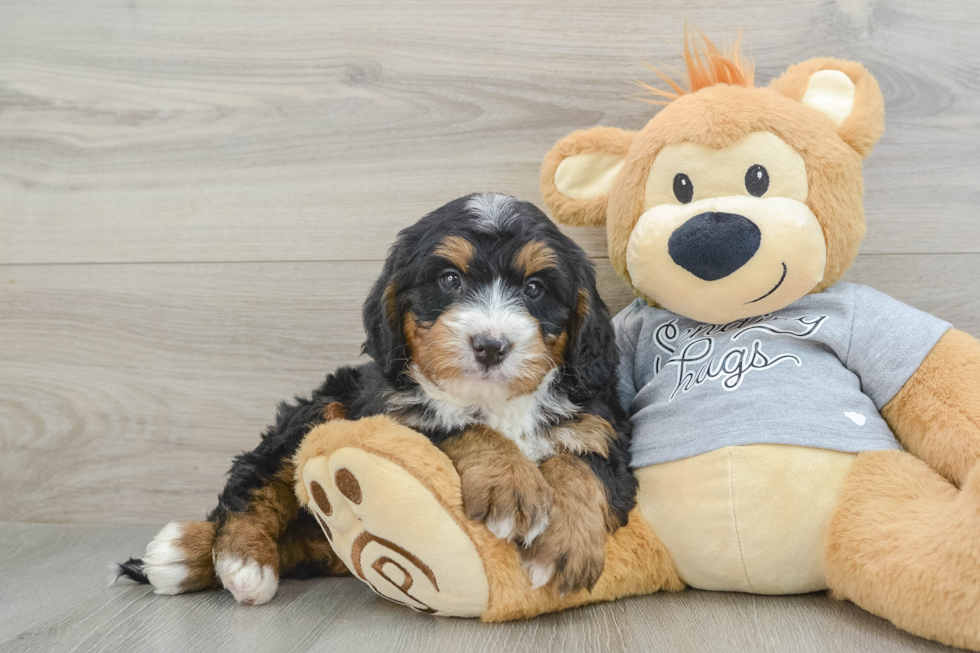 Best Mini Bernedoodle Baby