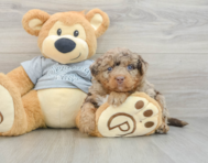 8 week old Mini Bernedoodle Puppy For Sale - Lone Star Pups
