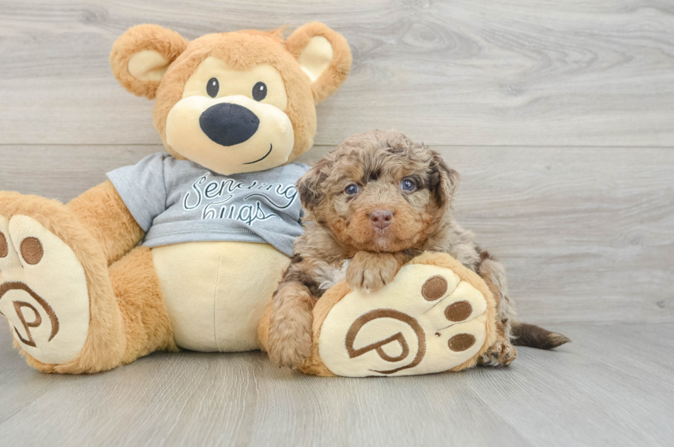 6 week old Mini Bernedoodle Puppy For Sale - Lone Star Pups