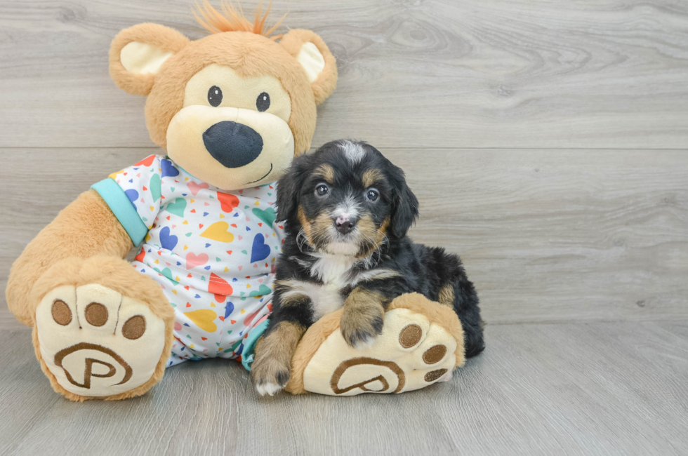 7 week old Mini Bernedoodle Puppy For Sale - Lone Star Pups