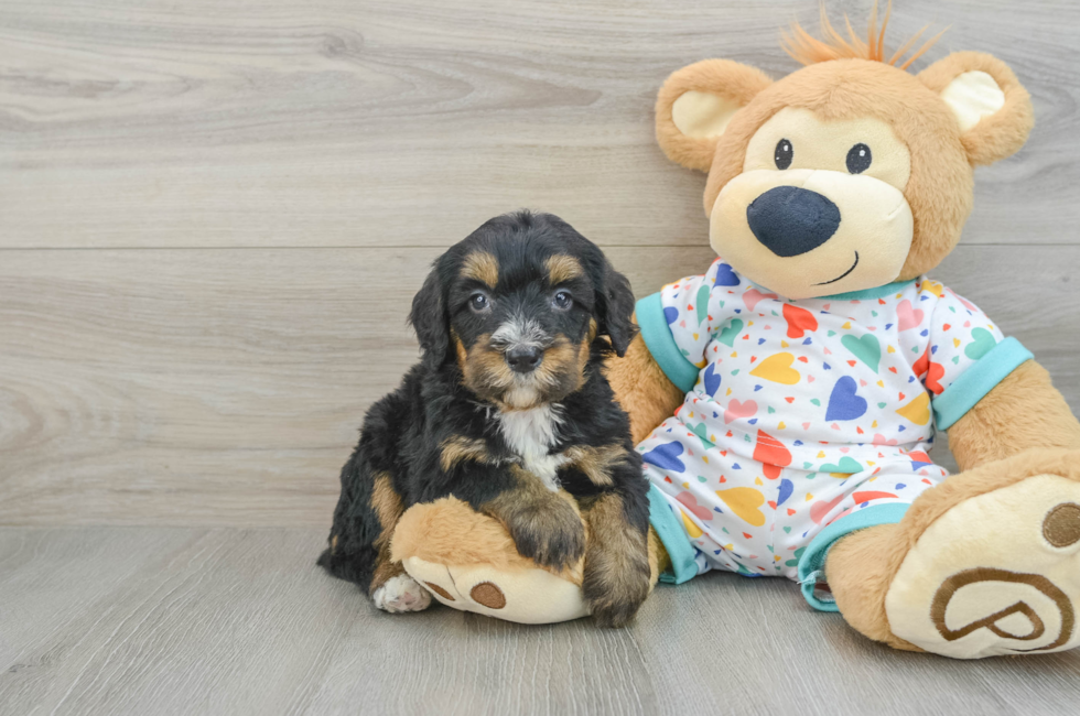 7 week old Mini Bernedoodle Puppy For Sale - Lone Star Pups