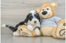 Mini Bernedoodle Puppy for Adoption