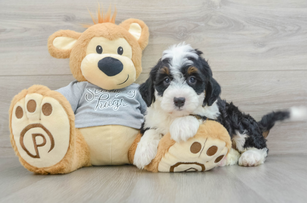 8 week old Mini Bernedoodle Puppy For Sale - Lone Star Pups