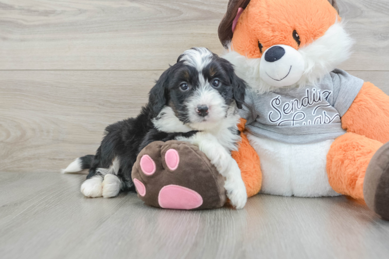 Meet Ruthie - our Mini Bernedoodle Puppy Photo 1/3 - Lone Star Pups