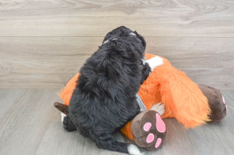 Meet Ruthie - our Mini Bernedoodle Puppy Photo 2/3 - Lone Star Pups