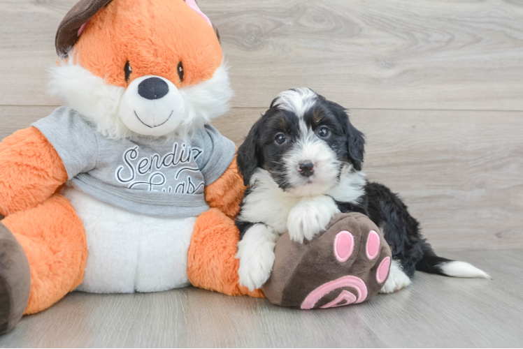 Happy Mini Bernedoodle Baby
