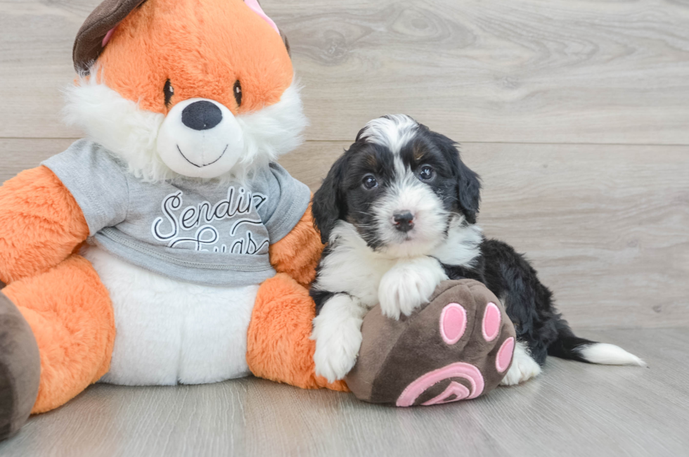 6 week old Mini Bernedoodle Puppy For Sale - Lone Star Pups