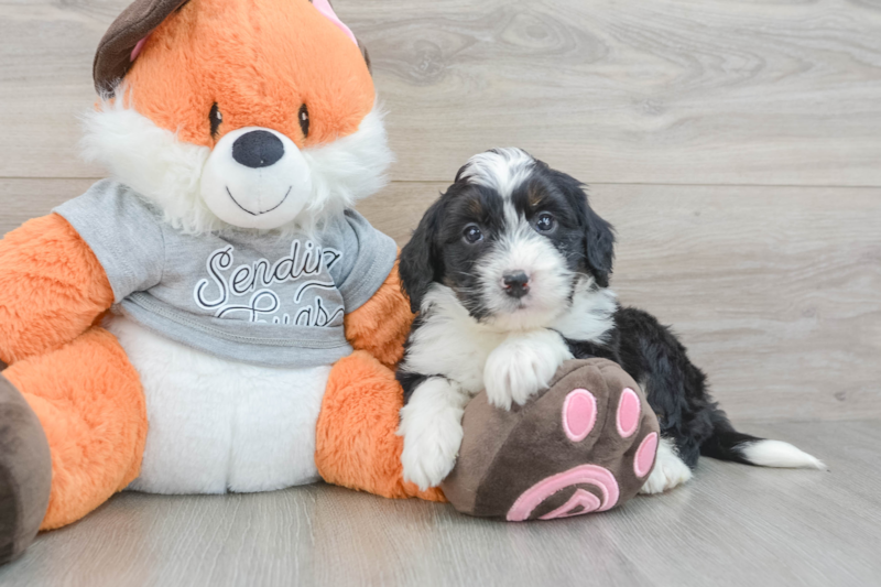 Meet Ruthie - our Mini Bernedoodle Puppy Photo 3/3 - Lone Star Pups