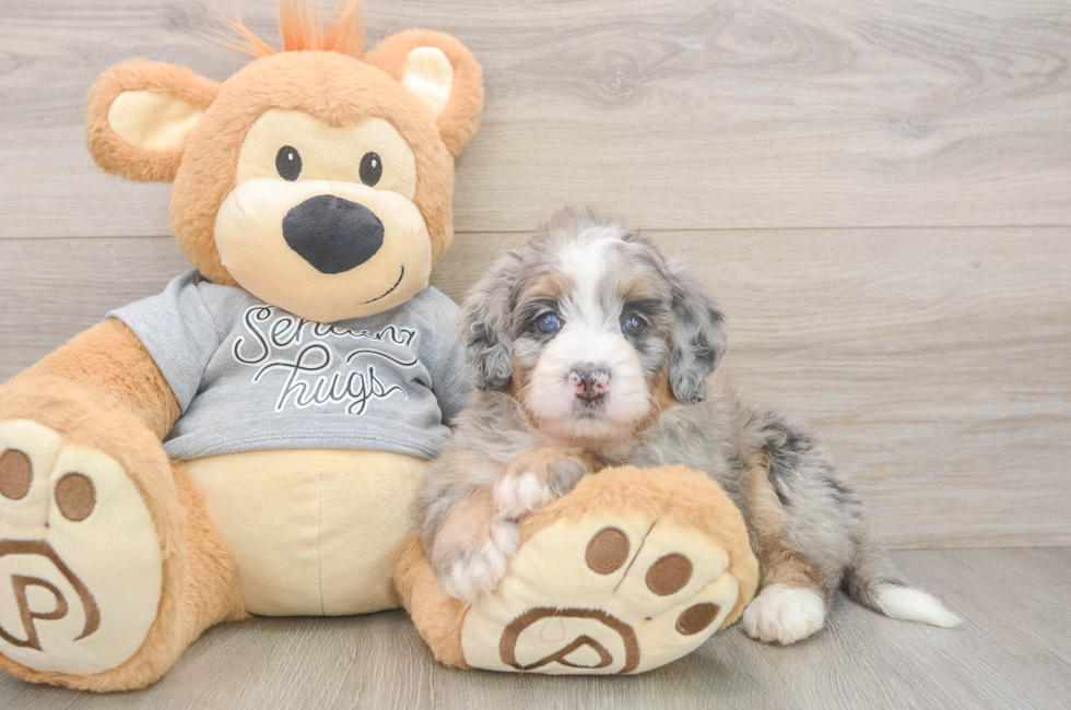 5 week old Mini Bernedoodle Puppy For Sale - Lone Star Pups