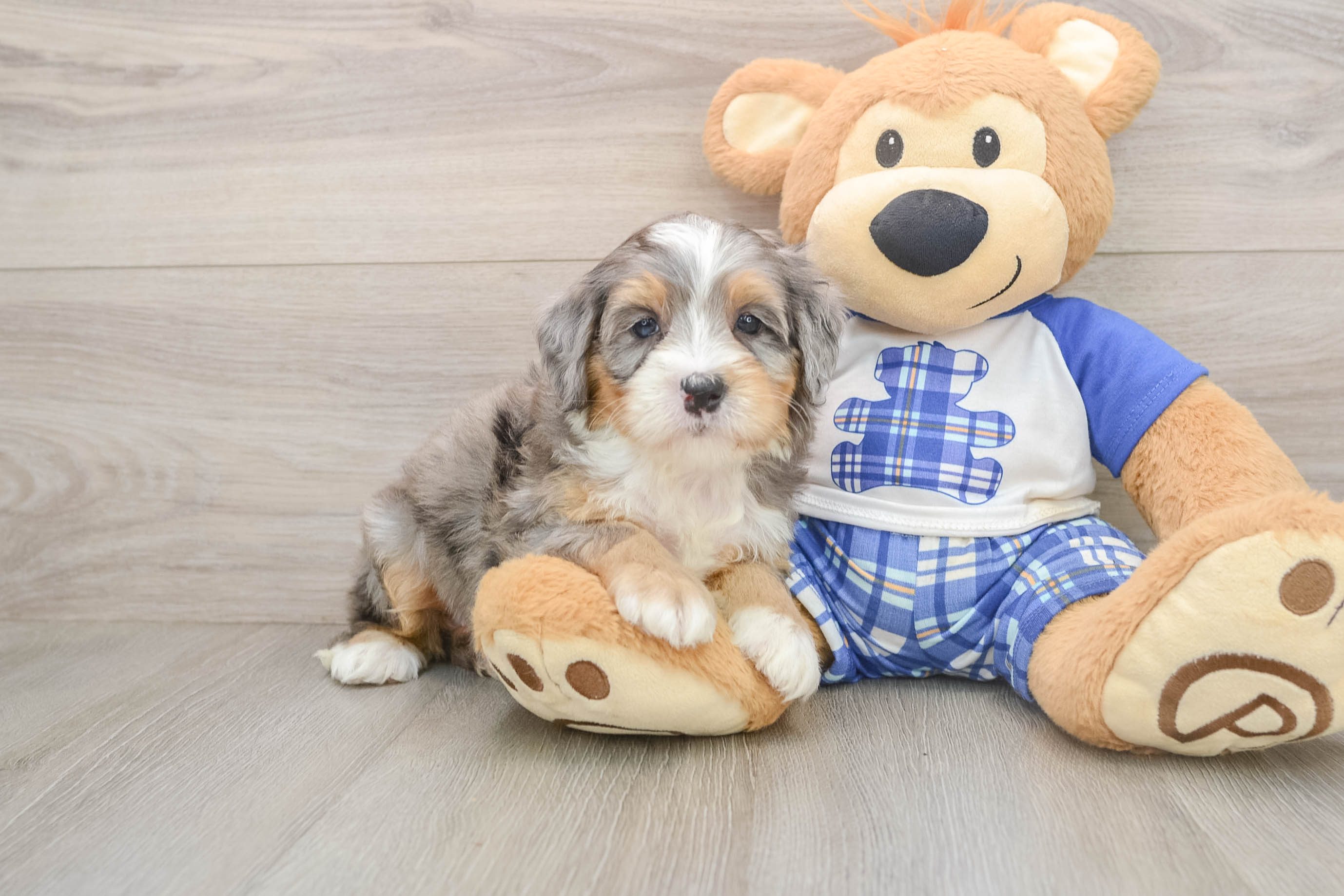 Popular Mini Bernedoodle Poodle Mix Pup