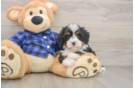 Mini Bernedoodle Pup Being Cute