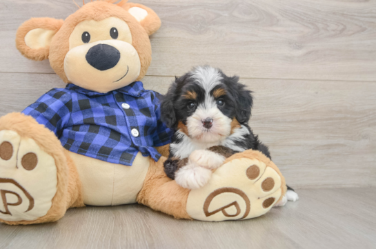 Mini Bernedoodle Pup Being Cute