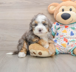 5 week old Mini Bernedoodle Puppy For Sale - Lone Star Pups