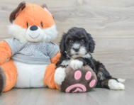 7 week old Mini Bernedoodle Puppy For Sale - Lone Star Pups