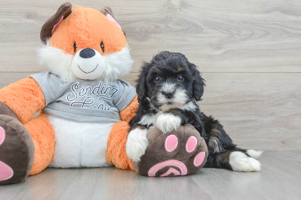 6 week old Mini Bernedoodle Puppy For Sale - Lone Star Pups