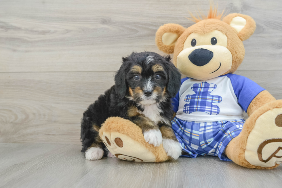 Friendly Mini Bernedoodle Baby