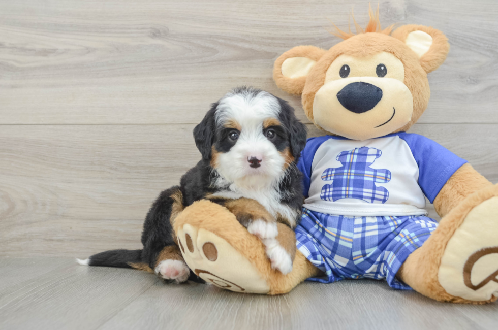 6 week old Mini Bernedoodle Puppy For Sale - Lone Star Pups