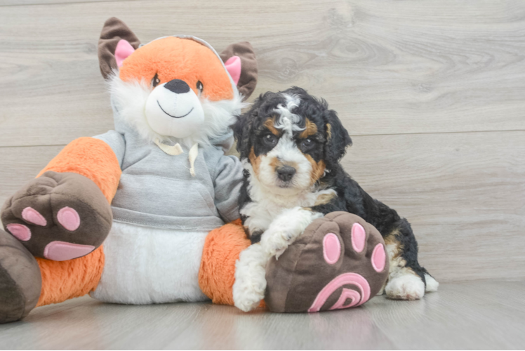 Mini Bernedoodle Puppy for Adoption