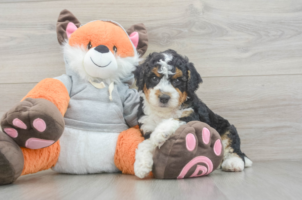 5 week old Mini Bernedoodle Puppy For Sale - Lone Star Pups