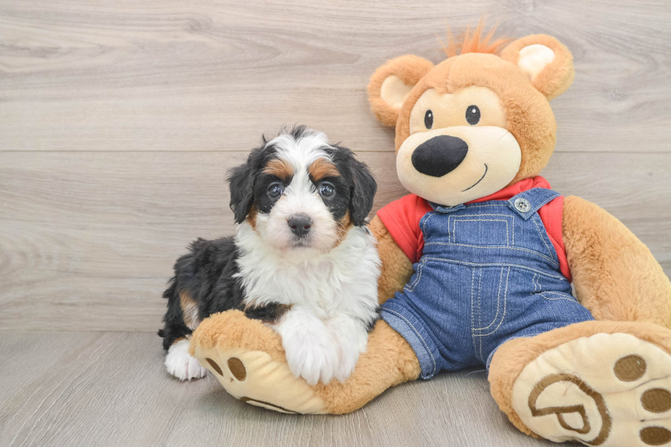 Sweet Mini Bernedoodle Baby
