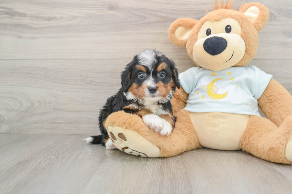 Sweet Mini Bernedoodle Baby