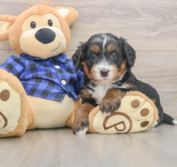 5 week old Mini Bernedoodle Puppy For Sale - Lone Star Pups