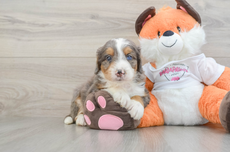 7 week old Mini Bernedoodle Puppy For Sale - Lone Star Pups