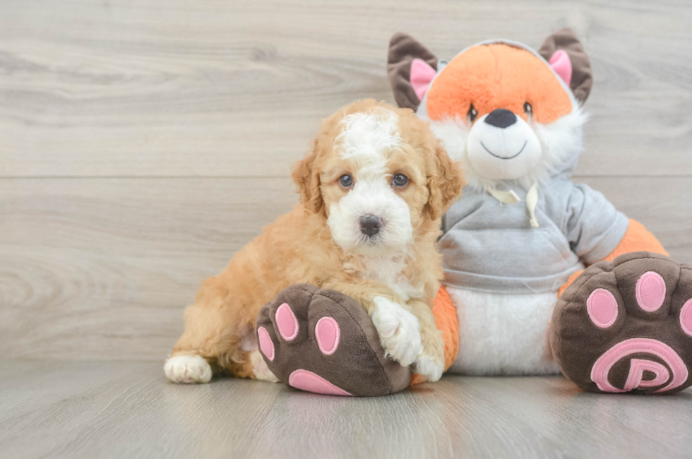 5 week old Mini Bernedoodle Puppy For Sale - Lone Star Pups