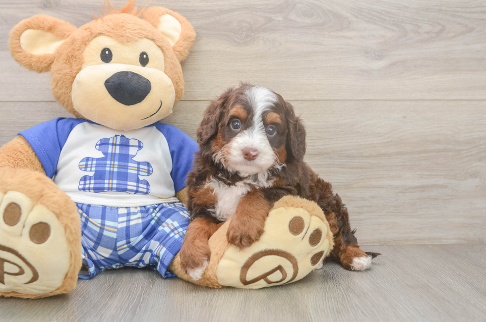 5 week old Mini Bernedoodle Puppy For Sale - Lone Star Pups