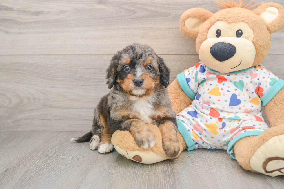 Mini Bernedoodle Puppy for Adoption