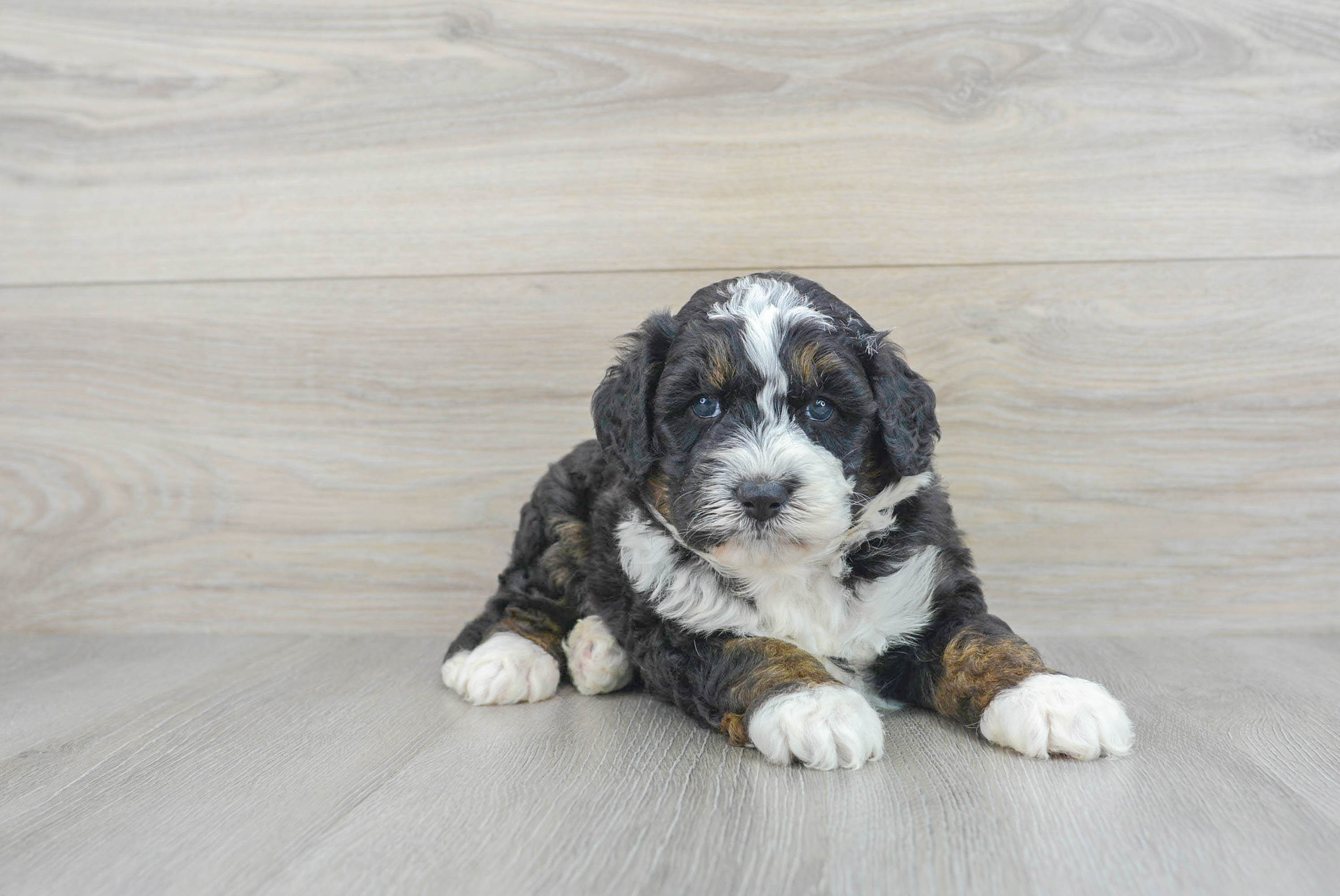 Little Bernadoodle Poodle Mix Puppy