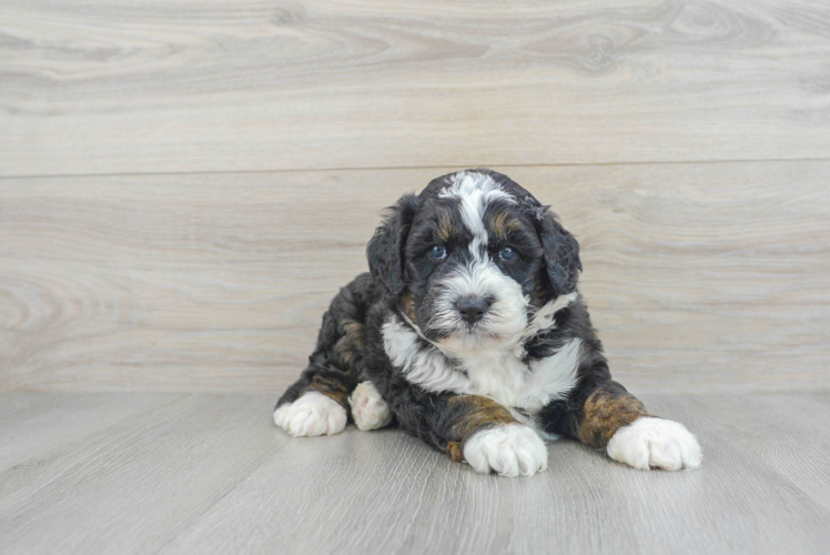 Little Bernadoodle Poodle Mix Puppy