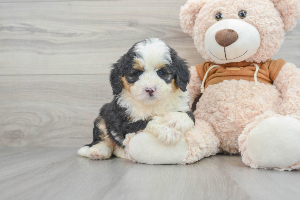 Mini Bernedoodle Puppy for Adoption