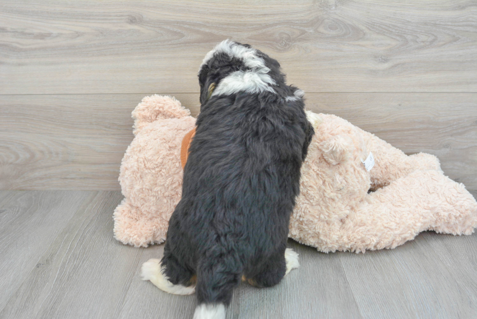 Best Mini Bernedoodle Baby